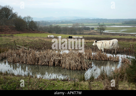 Génisses blancs britanniques dans le champ inondé en hiver à West Sussex, Angleterre, Royaume-Uni Banque D'Images