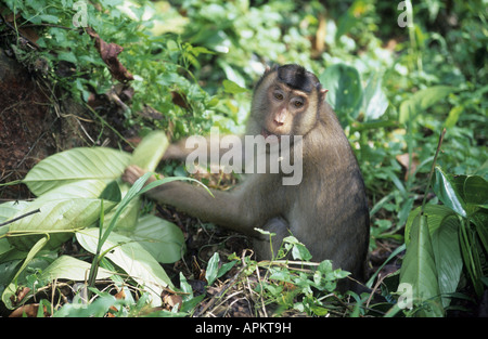 Macaque (Macaca nemestrina cochon), dans la région de thicket Banque D'Images