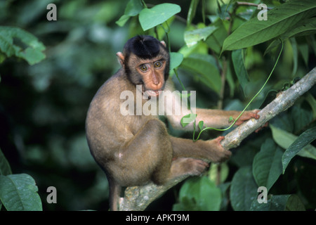 Macaque (Macaca nemestrina cochon), Sitting on branch Banque D'Images