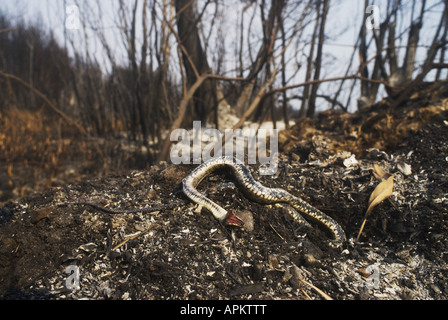 Snake (Natrix tessellata dés), les incendies de forêts en Grèce à l'été 2007, l'holocauste dice snake , Grèce, Péloponnèse, Rovetta Banque D'Images
