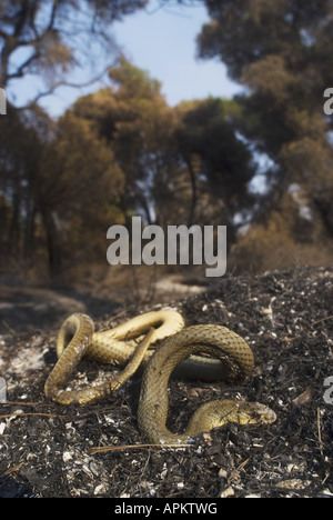 La couleuvre de Montpellier Malpolon monspessulanus insignitus (), les incendies de forêts en Grèce à l'été 2007, victime de l'incendie sur l'Pelop Banque D'Images