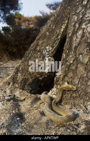 La couleuvre de Montpellier Malpolon monspessulanus insignitus (), les incendies de forêts en Grèce à l'été 2007, l'holocauste, la Grèce, l'Pelop individuels Banque D'Images