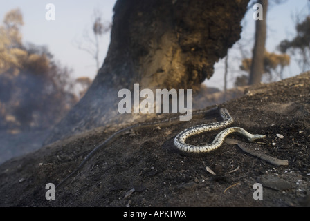 Snake (Natrix tessellata dés), les incendies de forêts en Grèce à l'été 2007, l'holocauste serpent dés après les incendies sur le Péloponnèse, Gr Banque D'Images
