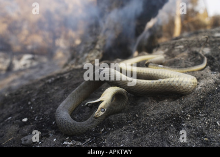 La couleuvre de Montpellier Malpolon monspessulanus (), les incendies de forêts en Grèce à l'été 2007, victime , Grèce, Péloponnèse, Rovetta Banque D'Images