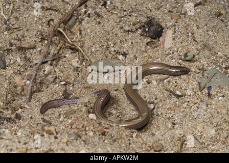 Apodes grec, grec skink skink (Ophiomorus punctatissimus snake), dans du sable, de la Grèce, Péloponnèse, Messinien, Pylos Banque D'Images