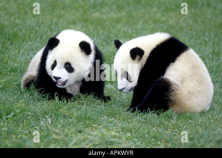 Panda géant (Ailuropoda melanoleuca), au poste de soins infirmiers Daliang, China, Shanghai Banque D'Images