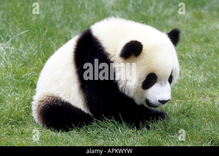 Panda géant (Ailuropoda melanoleuca), pup au poste de soins infirmiers Daliang, China, Shanghai Banque D'Images