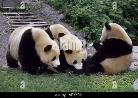 Panda géant (Ailuropoda melanoleuca), quatre personnes au poste de soins infirmiers Daliang, China, Shanghai Banque D'Images