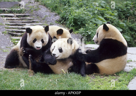 Panda géant (Ailuropoda melanoleuca), quatre personnes au poste de soins infirmiers Daliang, China, Shanghai Banque D'Images