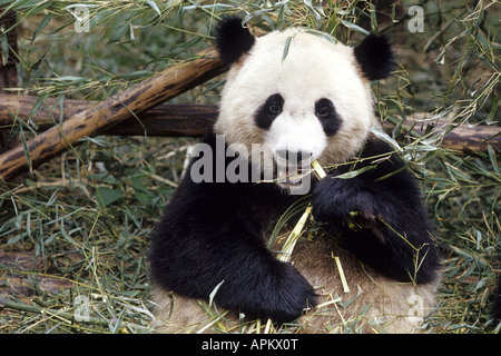 Panda géant (Ailuropoda melanoleuca), pup au poste de soins infirmiers Daliang, China, Shanghai Banque D'Images