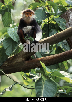 Red-shanked douc langur, langur (Pygathrix nemaeus dove), on branch Banque D'Images