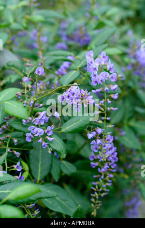 Hardenbergia violacea Banque D'Images
