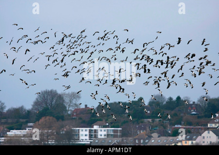 Troupeau de Lapwing (Vanellus vanellus) en vol au-dessus de Pulborough en hiver. Sussex, Angleterre. Banque D'Images