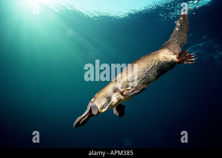 Ornithorhynchus anatinus ornithorynque nager sous l'eau lacs barrages grande ferme de l'Est de l'Australie et de Tasmanie Monotr Banque D'Images