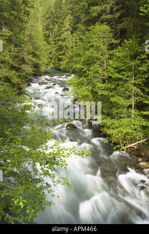 Ohanapecosh River qui coule à travers forêt Camping Ohanapecosh Mount ...