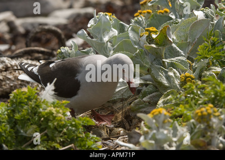 Dolphin Gull Leucophaeus scoresbii adulte au nid avec des oeufs parmi la floraison chou mer Senecio candicans Shedder Falkland Étang Banque D'Images