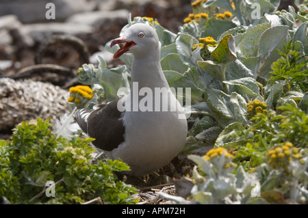 Dolphin Gull Leucophaeus scoresbii adulte au nid avec des oeufs parmi la floraison chou mer Senecio candicans Shedder Falkland Étang Banque D'Images