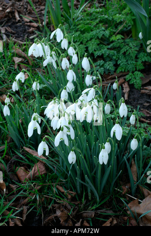 Perce-neige dans le sud du Somerset un jardin fin janvier Banque D'Images