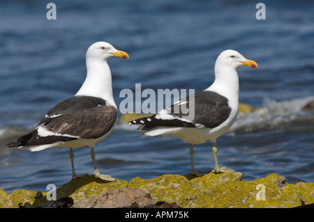 Le varech (Larus dominicanus paire adultes rock Shedder debout sur la rive de l'étang de l'île de la carcasse de l'Atlantique Sud West Falkland Banque D'Images