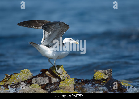 Le varech (Larus dominicanus permanent immatures sur rocher avec ailes étirée Shedder rive de l'étang de l'île de la Carcasse West Falkland Banque D'Images