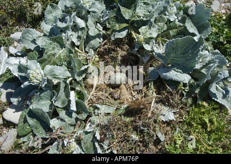 Dolphin Gull Leucophaeus scoresbii nid avec des œufs entre la floraison chou mer Senecio candicans Shedder carcasse rive de l'étang Banque D'Images