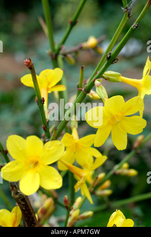 Jasminum nudiflorum AGM Banque D'Images