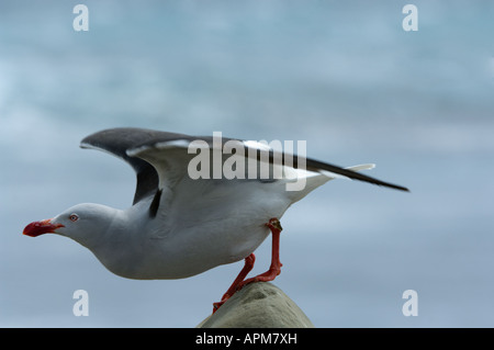 Dolphin Gull Leucophaeus scoresbii décollant adultes Shedder Pond Shore Sea Lion Island East Falkland Océan Atlantique Sud Banque D'Images