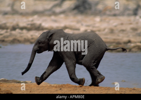 L'éléphant africain (Loxodonta africanus) jeune veau tournant KENYA SAMBURU NATIONAL PARK Banque D'Images