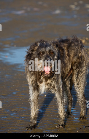 Scruffy lurcher noir avec la bouche ouverte, sur la plage Banque D'Images