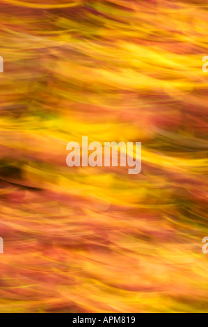 Les feuilles d'automne, floue, LES FEUILLES DANS LE VENT, l'État de Washington Banque D'Images