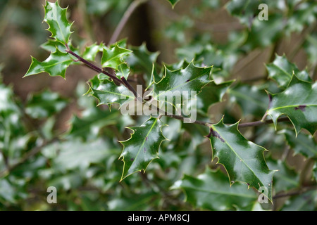 Un gros plan d'une branche de Common Holly (Ilex aquifolium) en hiver à Sussex, en Angleterre Banque D'Images