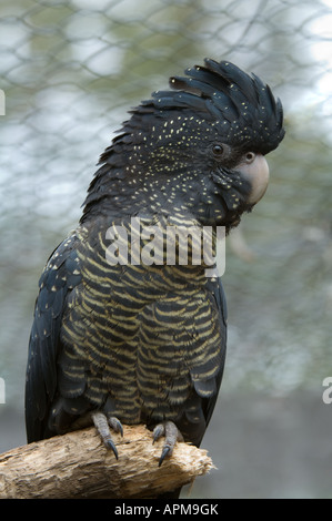 Cacatoès noir à queue rouge (Calyptoehynchus baksii) femelle adulte perché sur la branche du Centre de réadaptation en captivité Nannup Banque D'Images