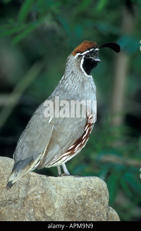 La caille de Gambel Callipepla gambelli captif - Banque D'Images