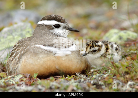 (« Récent Charadrius morinellus), homme avec 9 poussins d'heure sur son nid Banque D'Images