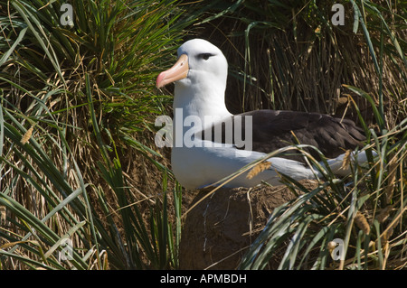 Merle noir (Diomedea melanophoris) assis sur adultes nichent dans l'herbe Poa flabellata tussac Saunders Falkland Island Banque D'Images