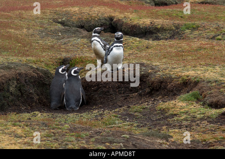 Magellanic Penguin Spheniscus magellanicus hot paire à l'entrée du terrier face passant par paire des Malouines, l'île de Sea Lion Banque D'Images