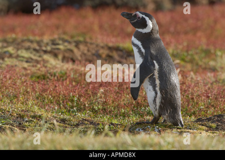 Magellanic Penguin Spheniscus magellanicus permanent adultes dans la floraison de l'oseille Rumex acetosella Malouines, l'île de Sea Lion Banque D'Images