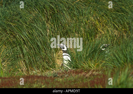 Magellanic Penguin Spheniscus magellanicus des profils qui sortent de l'herbe en prairie avec tussac Rumex acetosella floraison Banque D'Images