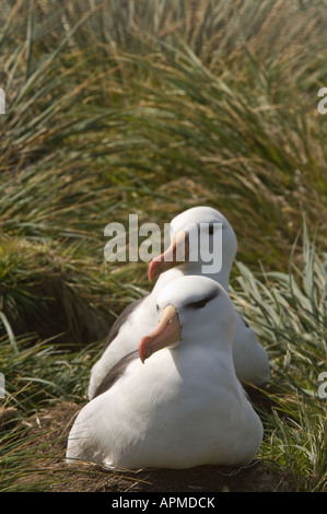 Merle noir Diomedea melanophoris adulte sur nid dans l'herbe Poa flabellata tussac Point Island West Falkland Banque D'Images