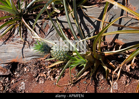 De plus en plus l'ananas sur le sol en jardin Dole Plantation près de Wahiawa Oahu Hawaii USA Banque D'Images