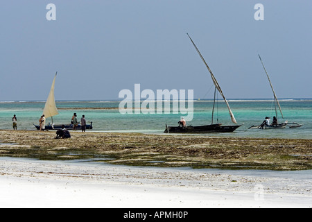 Voile latine traditionnelle dhows offrent des sorties voile tourisme Diani Beach Kenya Banque D'Images