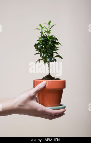 Woman's hands holding potted plant (close-up) Banque D'Images