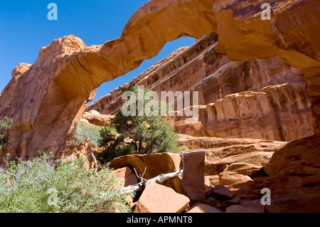 La travée de grès orange de Wall Arch est vue d'en bas, encadrant le ciel et les arbres verts dans le parc national d'Arches, Utah Banque D'Images