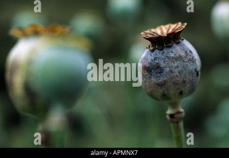 Graines de pavot à opium Banque D'Images