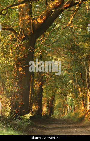 Chemin bordé d'arbres dans la lumière du soir d'or à Norfolk en Angleterre Banque D'Images