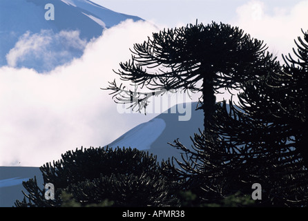 Araucaria araucana monkey puzzle tree forest dans le Parc National Conguillio Chili Banque D'Images