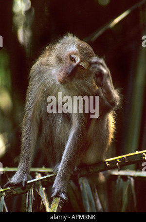 Macaque à longue queue, Macaca fascicularis. Rehab Centre Sepilok Sendakan. Sabah, Malaisie Banque D'Images