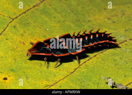 Larve du trilobite Duliticola sp Parc Kinabalu Sabah Malaisie Bornéo Banque D'Images