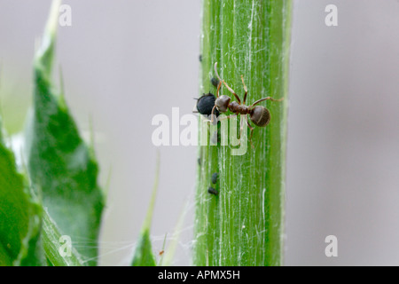 Ant Le Jardin noir (Lasius niger) de haricots noirs traire les pucerons (Aphis fabae) de miellat sur une tige de chardon, UK Banque D'Images