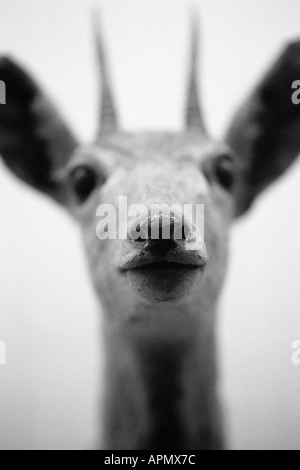 Tête de cerf Banque D'Images